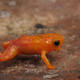 These tiny frogs can’t hear their lovers’ calls (but don’t worry—they find them anyhow). Image: Renato Augusto Martins via Wikimedia Commons